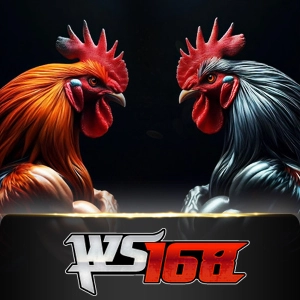 Ws168 Sabung - JFGAMING